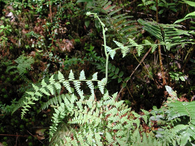 Dennstaedtiaceae Paesia anfractuosa